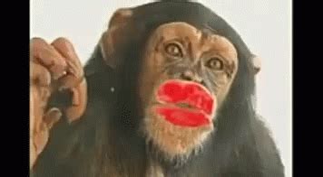 crazy monkeys Memes & GIFs .